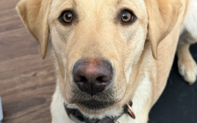 Available for Adoption: Elli