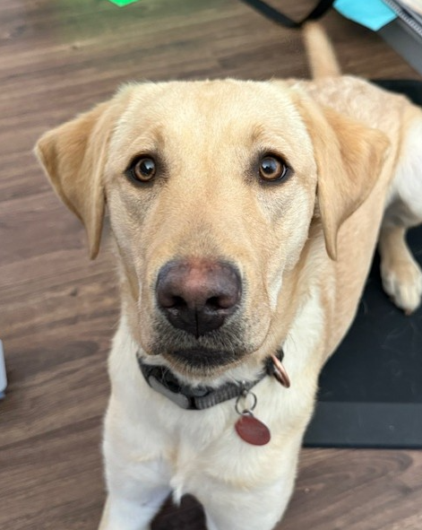 Available for Adoption: Elli