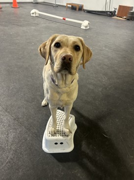 Sylvan II | November 2025