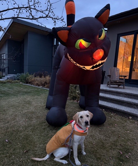 Tattor | October 2025