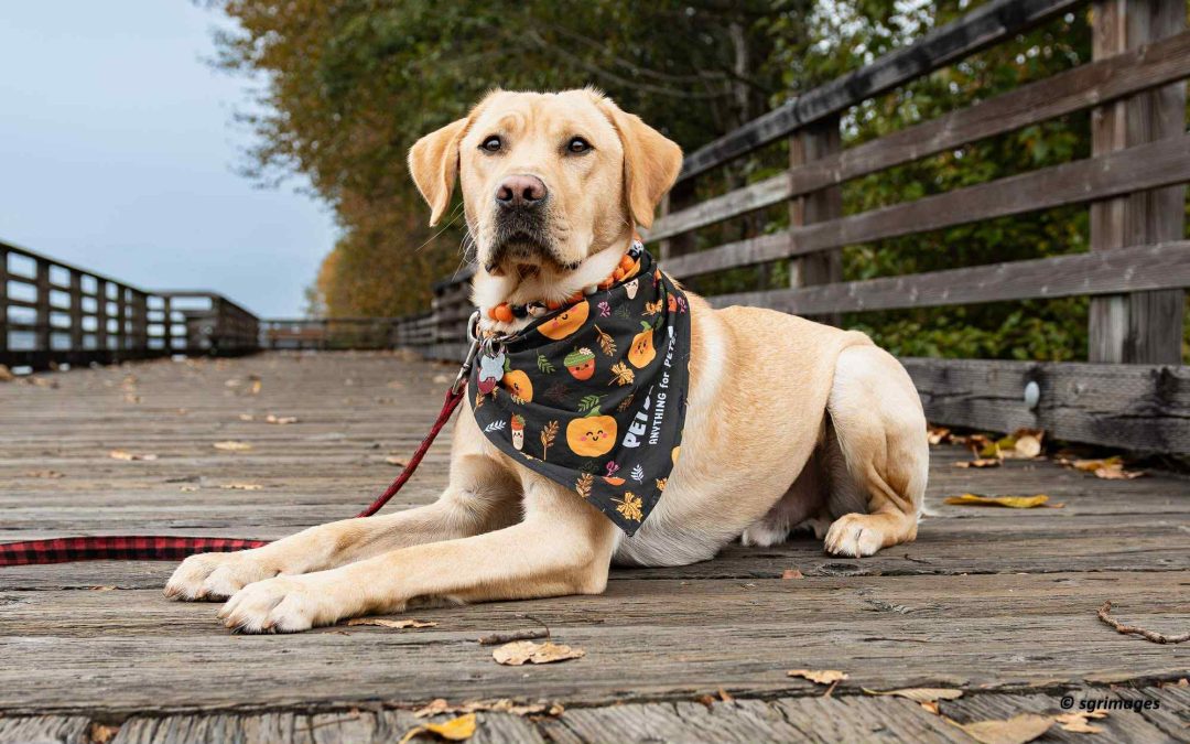 Buddy II | October 2025