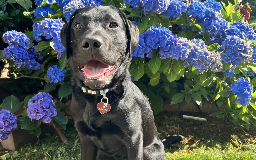 Available for Adoption: Calvin