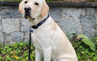 Available for Adoption: Draco