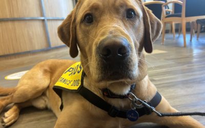 Coordinator, Adoptions & Fundraising |  Burnaby