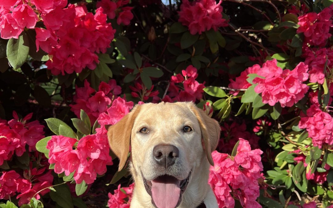 Available for Adoption: Pandora