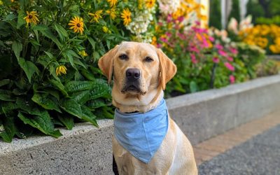 Available for Adoption: Patty