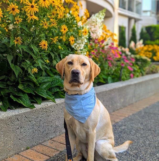 Available for Adoption: Patty