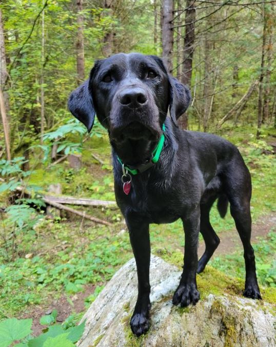 Nevada | October 2025