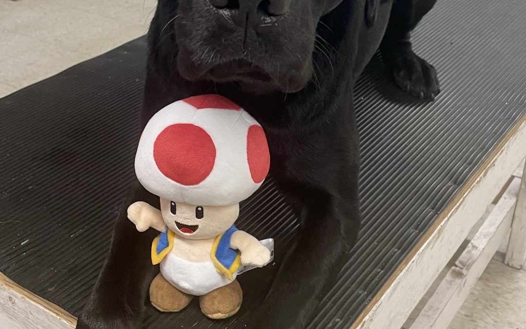 Available for Adoption: Toad