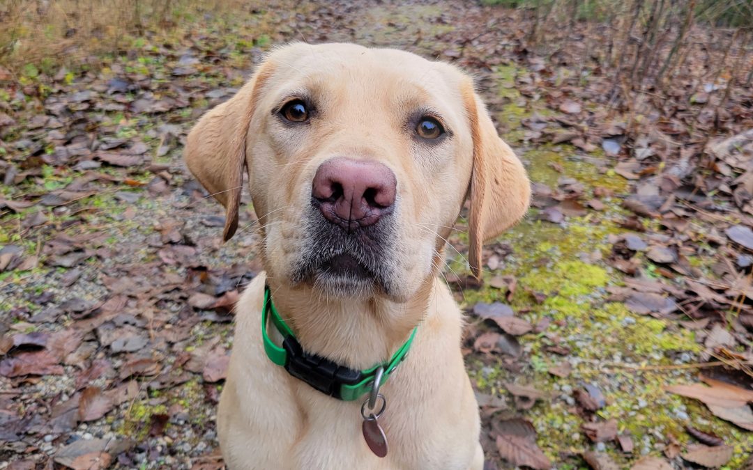 Toffee | November 2025