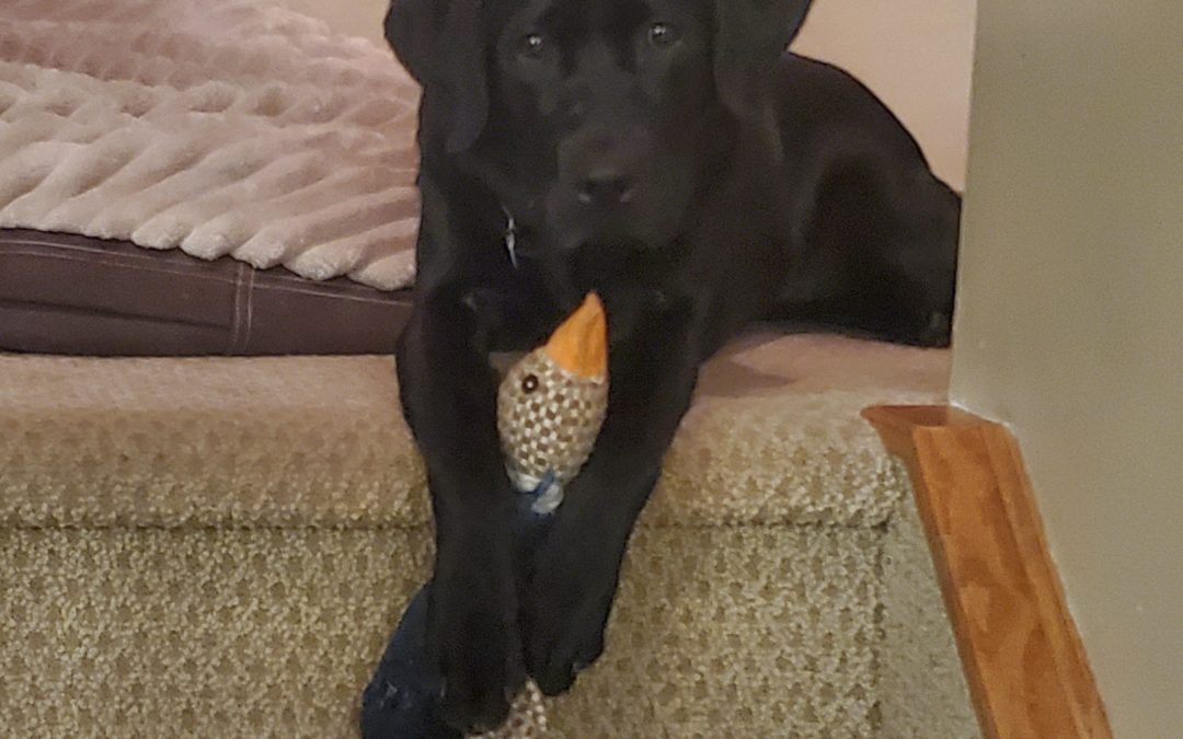 Mabel II | November 2025