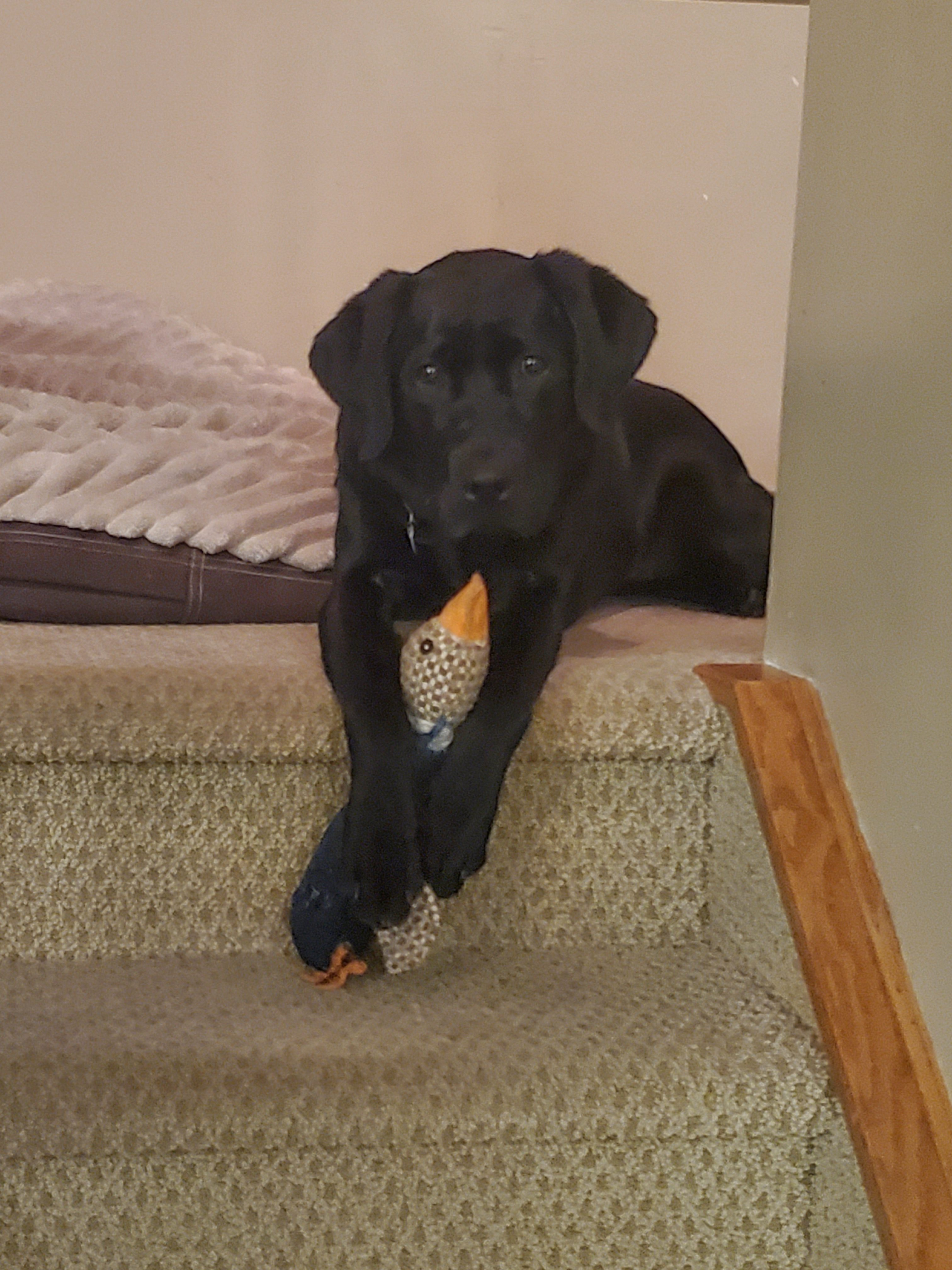 Mabel II | November 2025