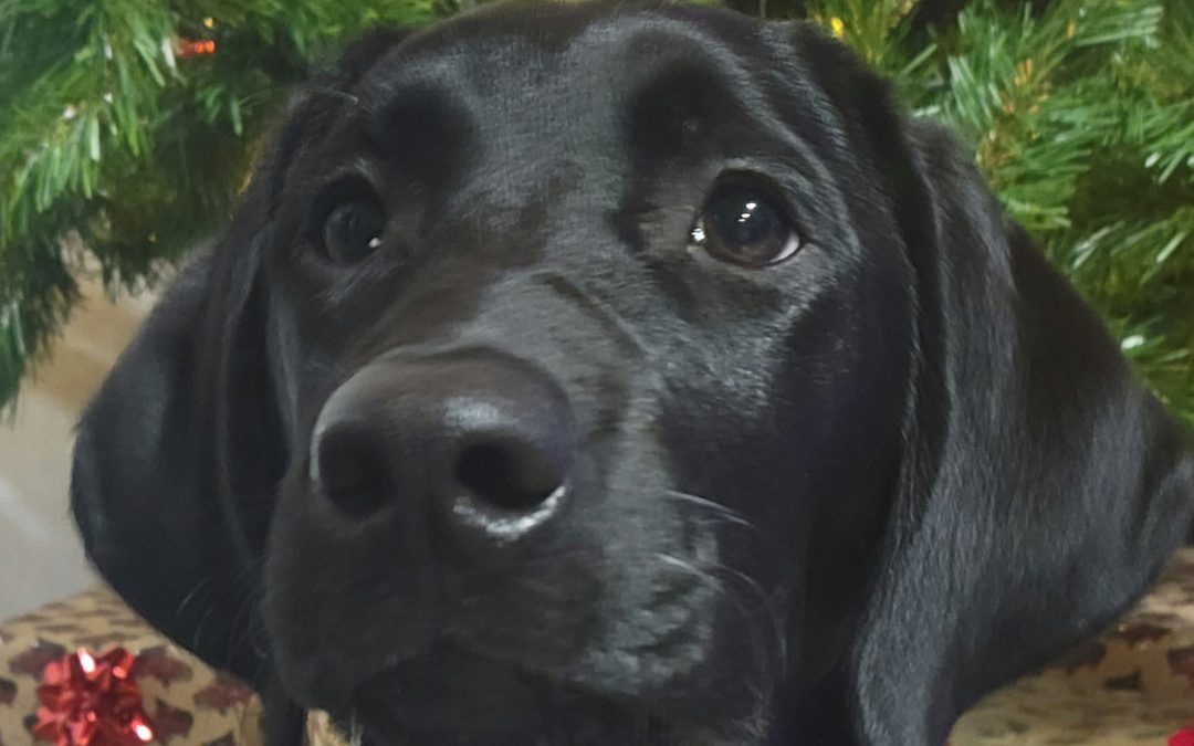 Blue IV | November 2025