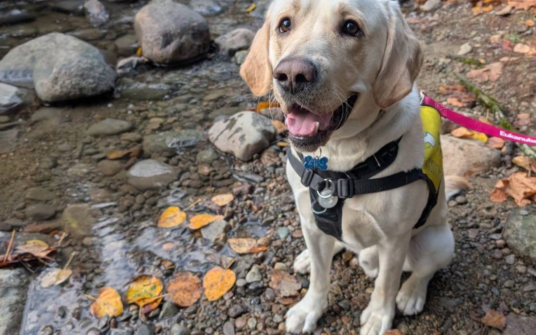 Draco II | November 2025