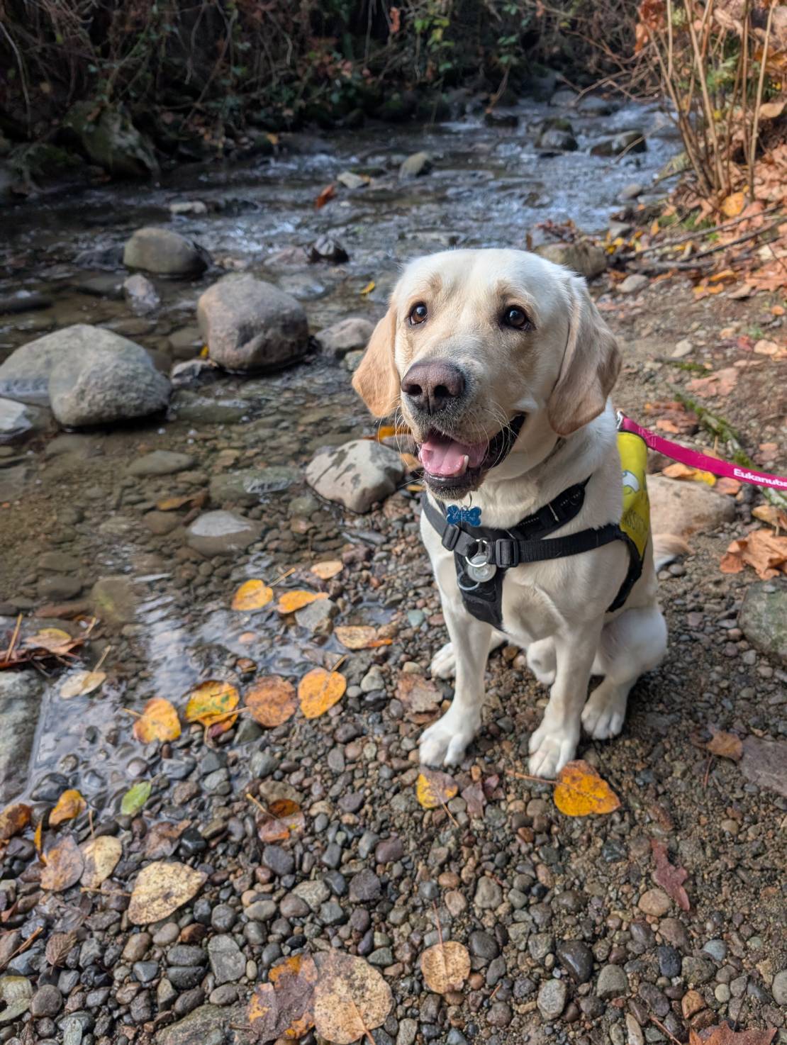 Draco II | November 2025