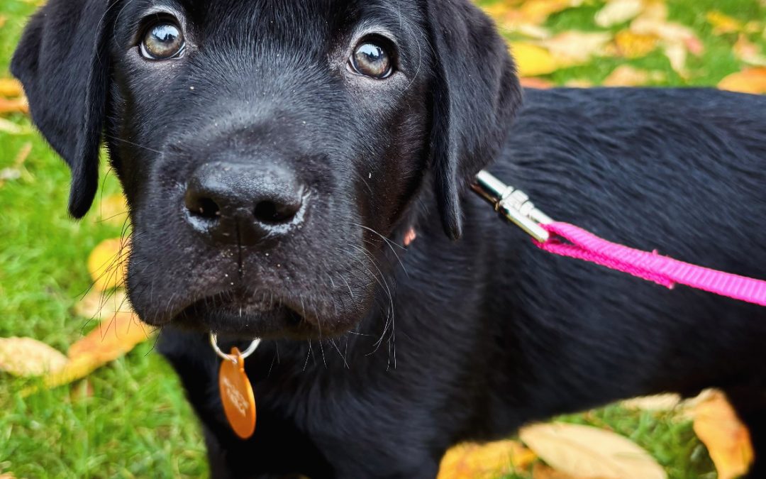 Imani | November 2025