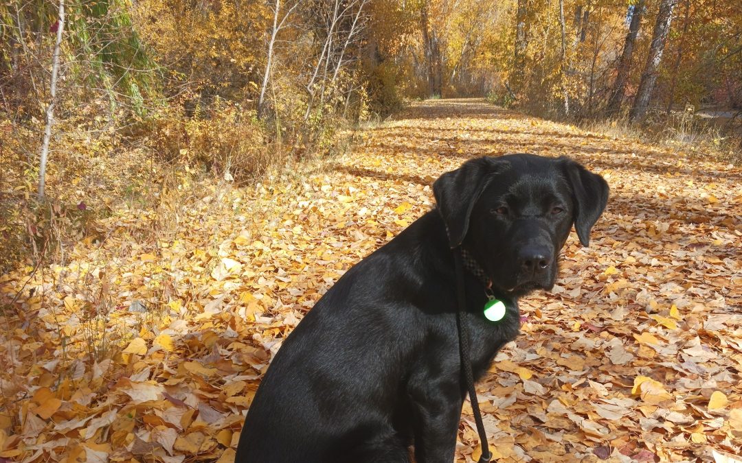 Donora | November 2025