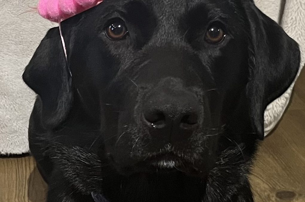 Libby II | November 2025