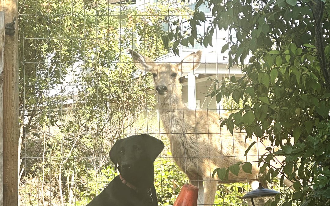 Goose II | November 2025