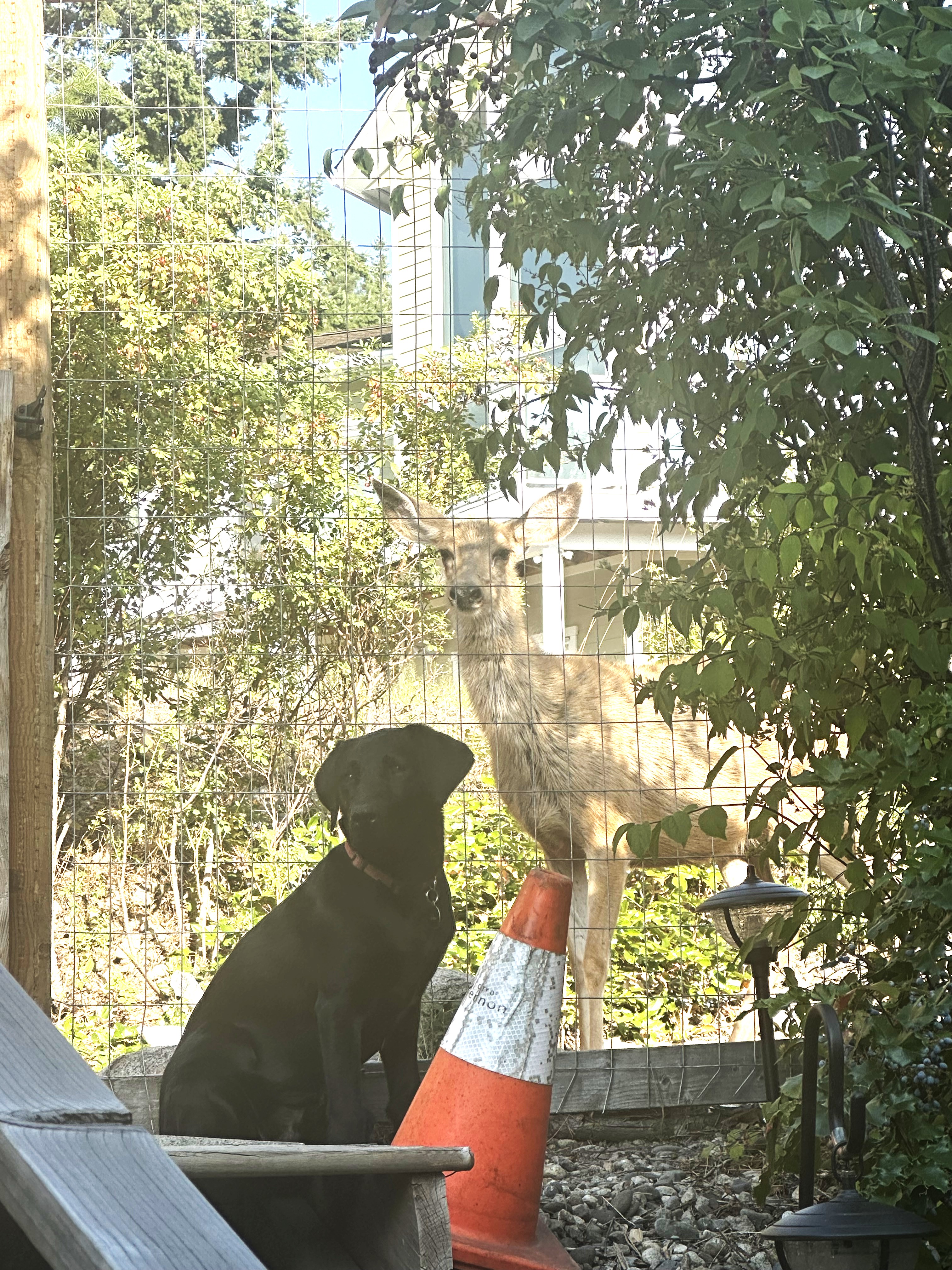 Goose II | November 2025