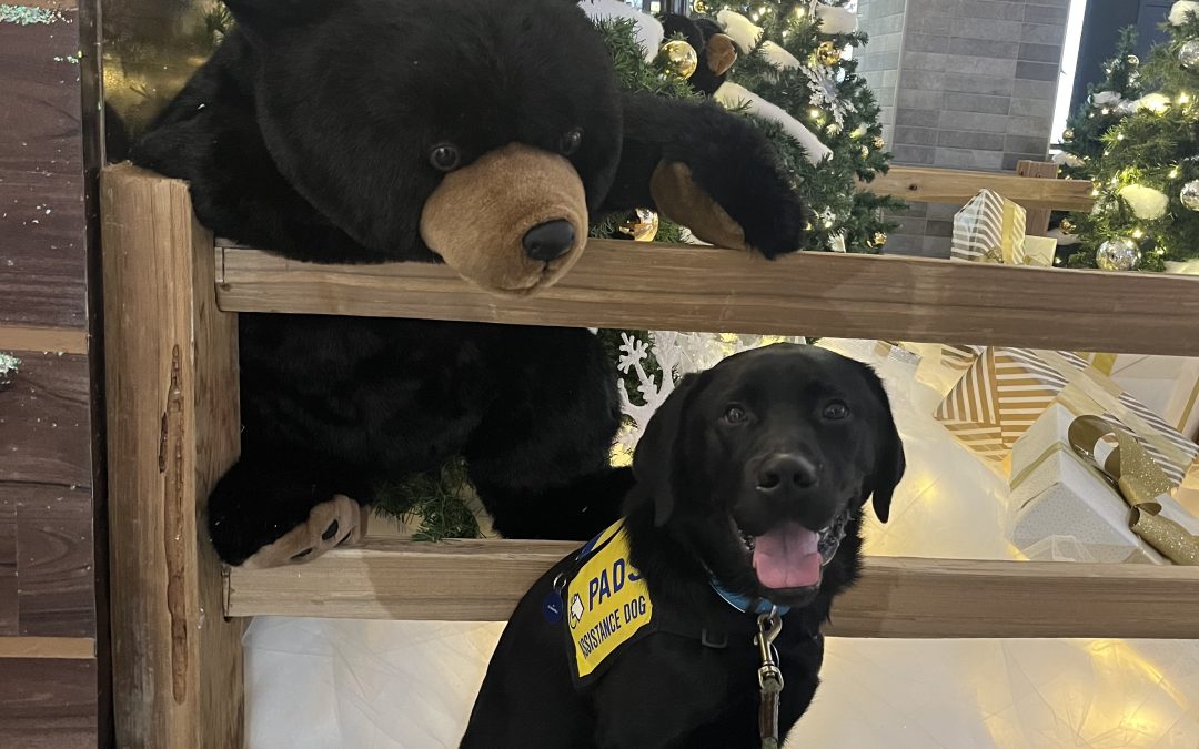 Donner II | November 2025