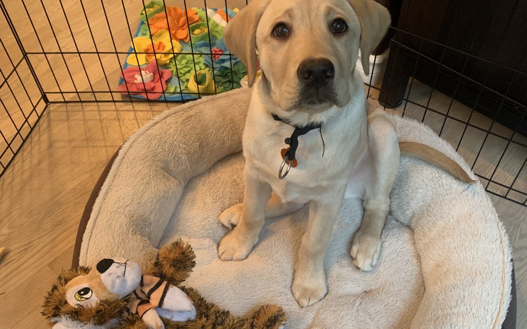 Jasper III | November 2025