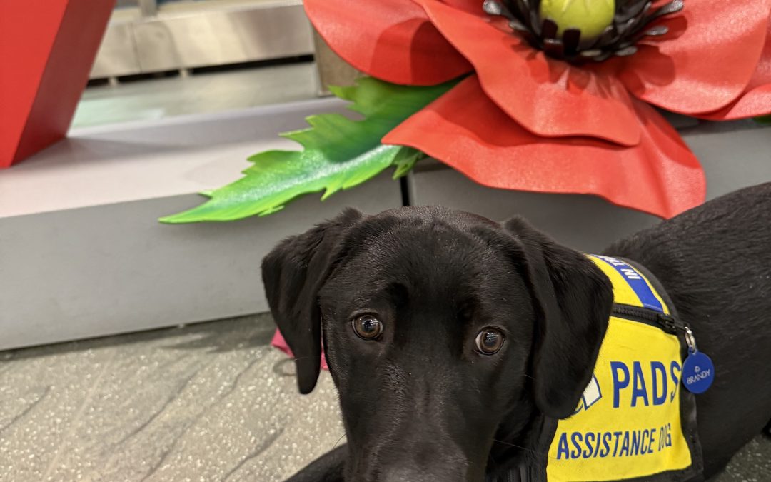 Brandy | November 2025