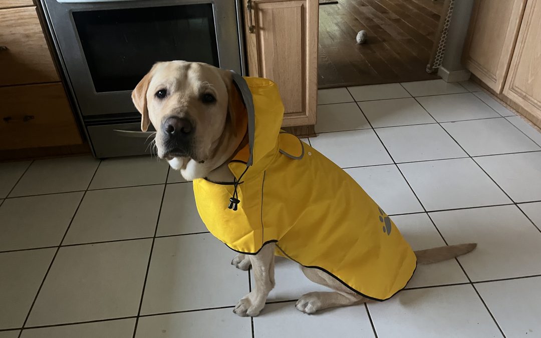 Casey | November 2025