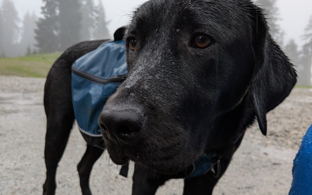 Tiki II | November 2025