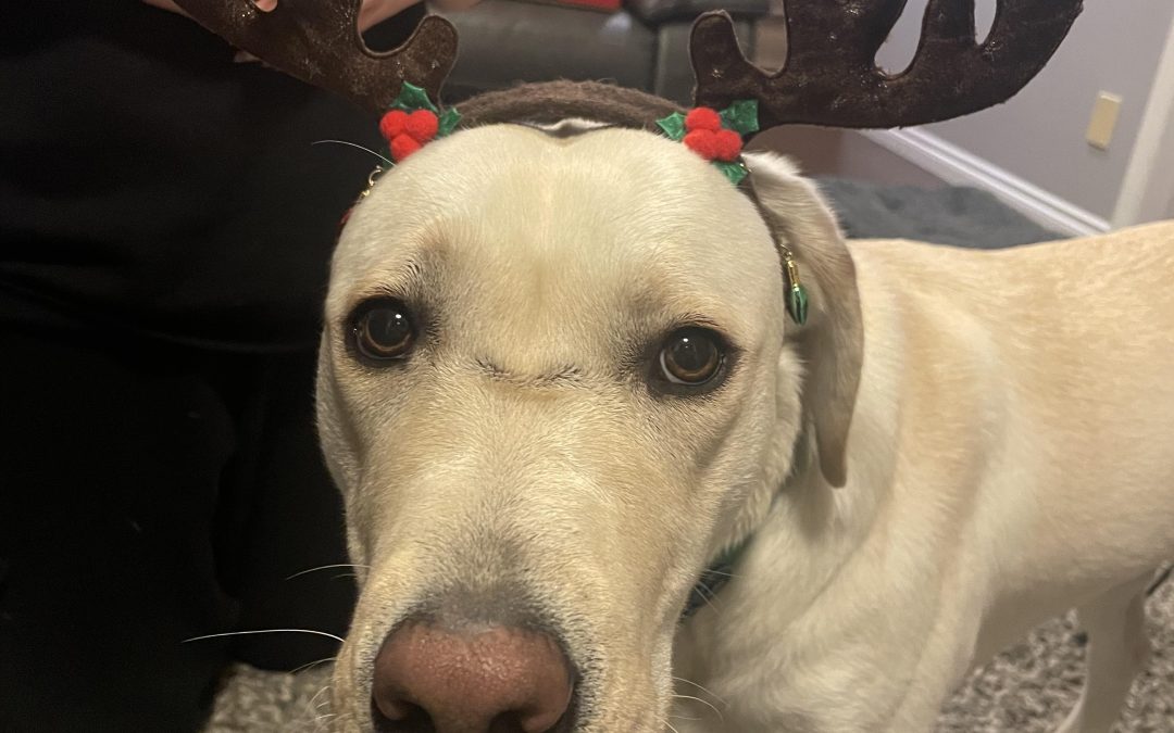 Gem II | November 2025