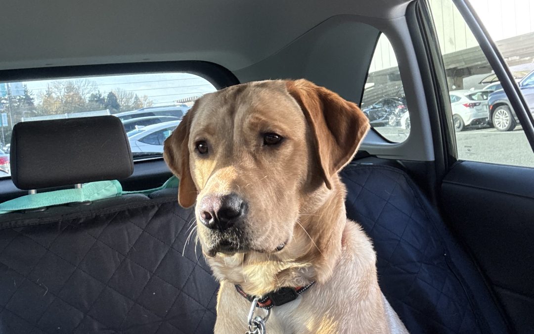 Grant | November 2025