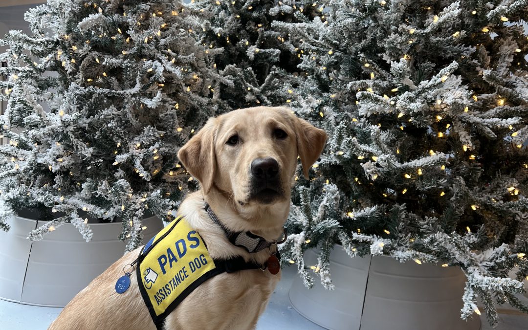 Elli | November 2025