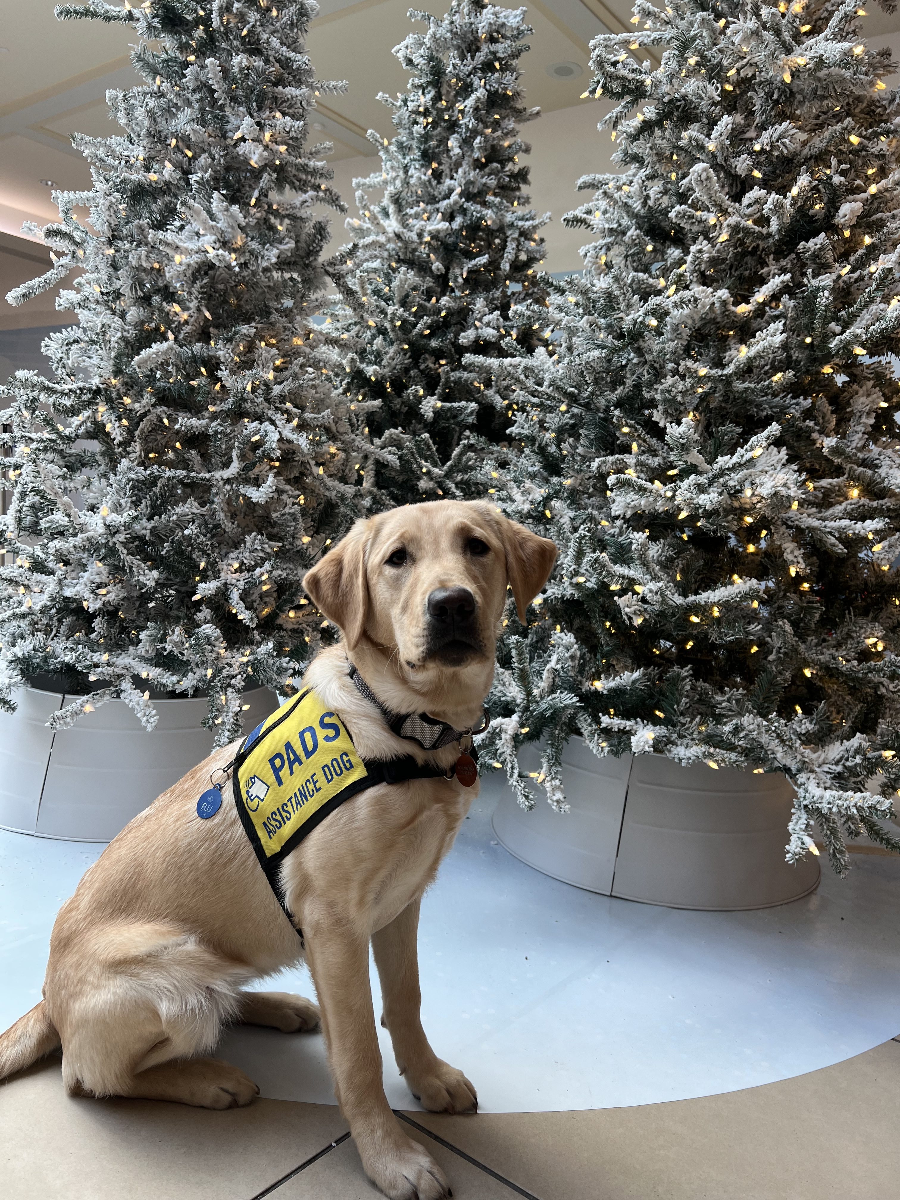 Elli | November 2025