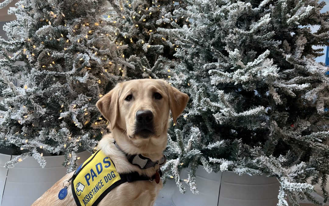 Elli | December 2025