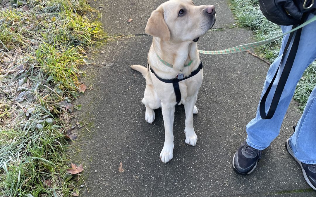 Goji | November 2025