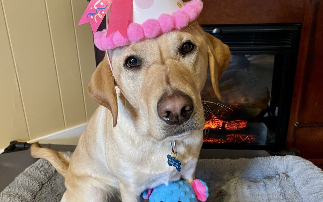 Honey IV | November 2025