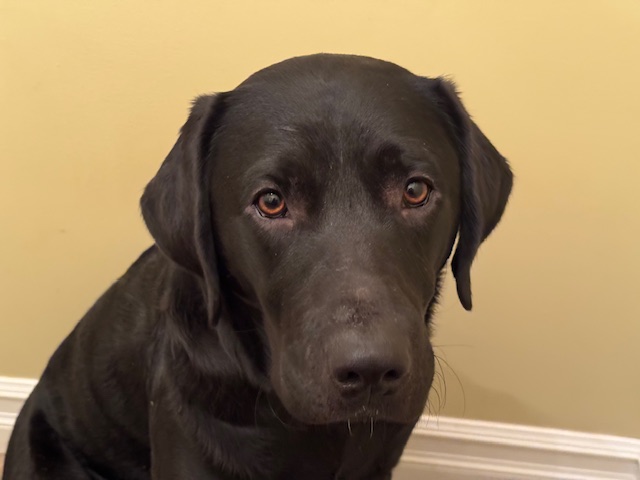 Gadget | November 2025