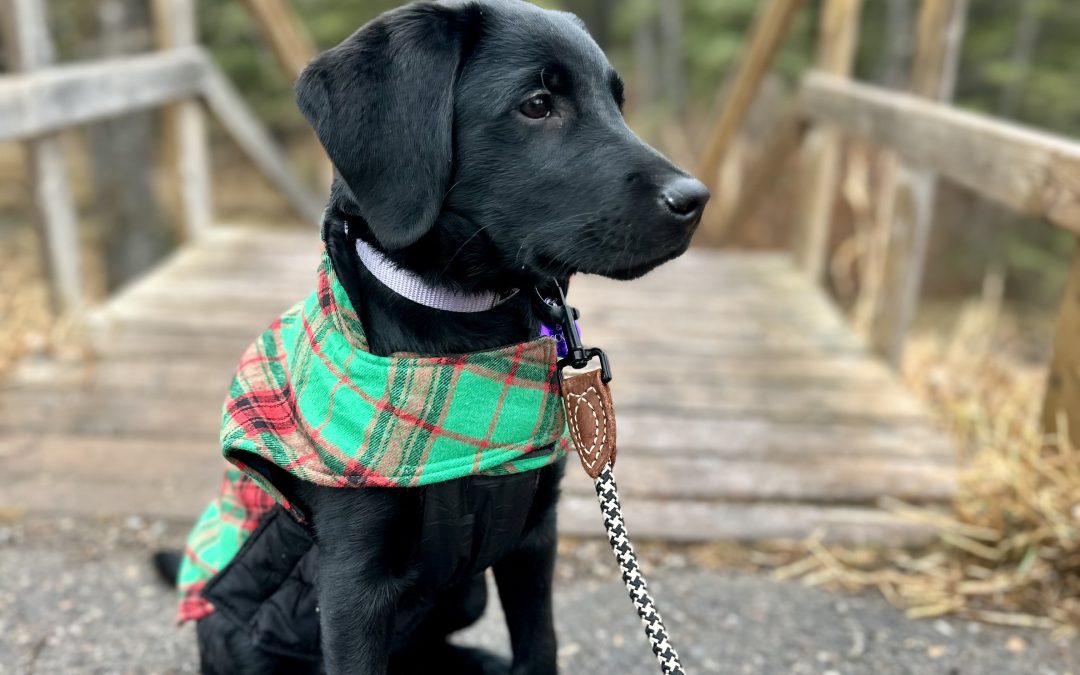 Beckett II | November 2025