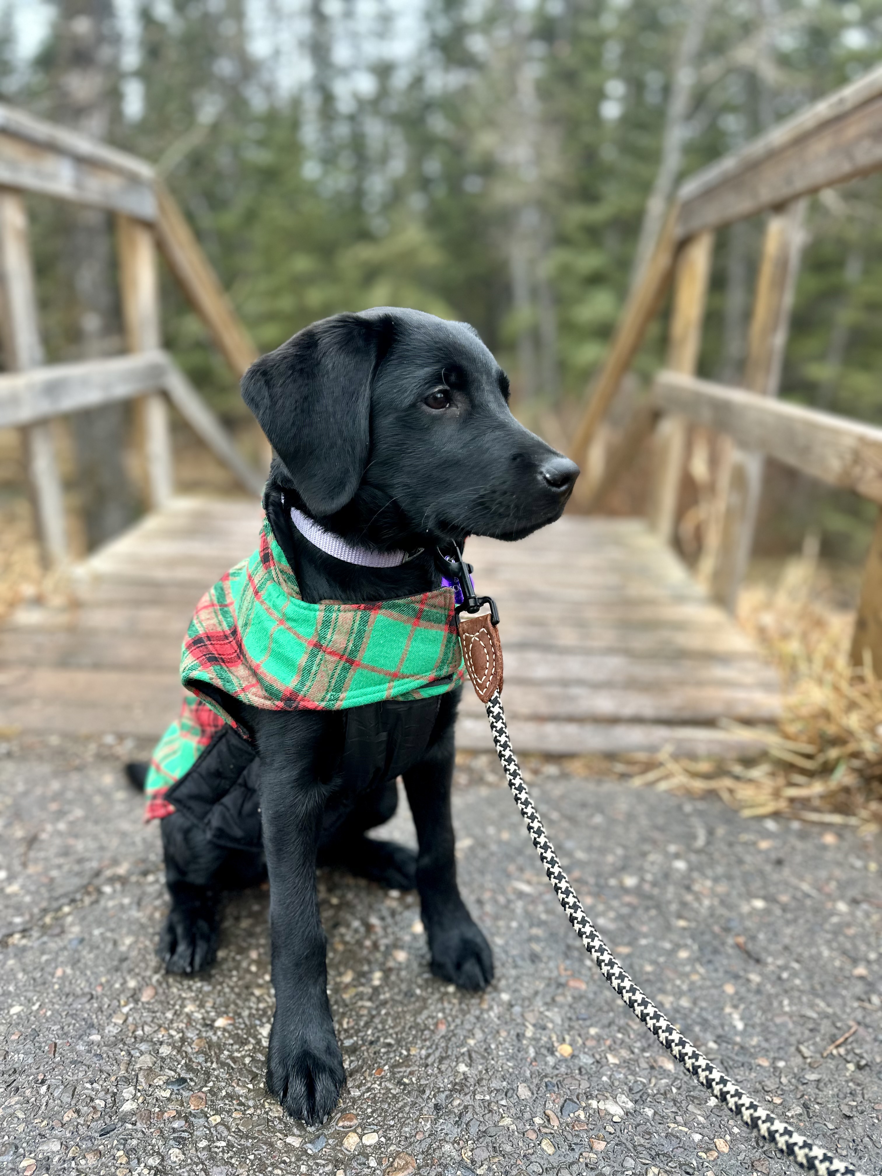 Beckett II | November 2025