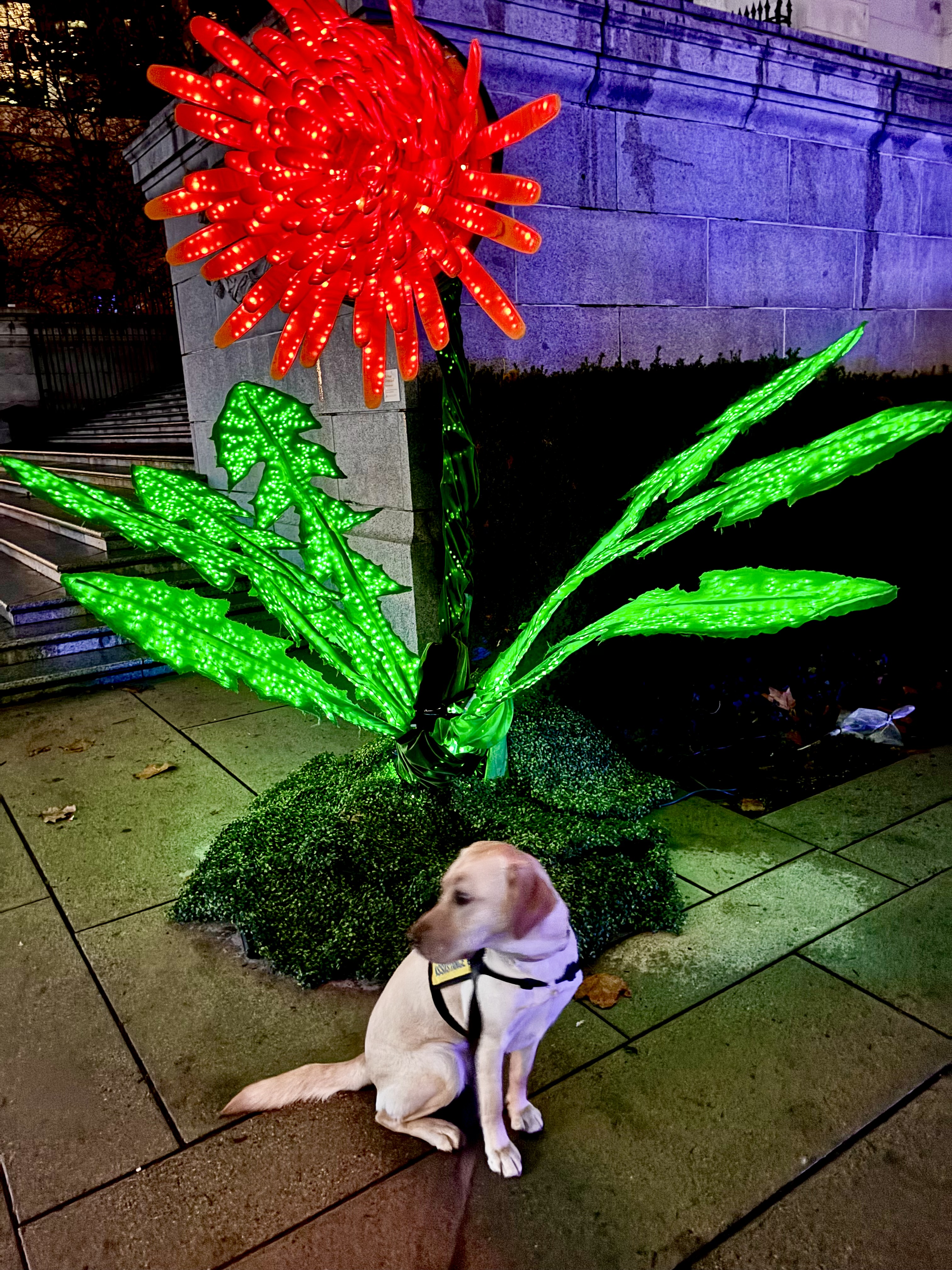 Teenie | November 2025