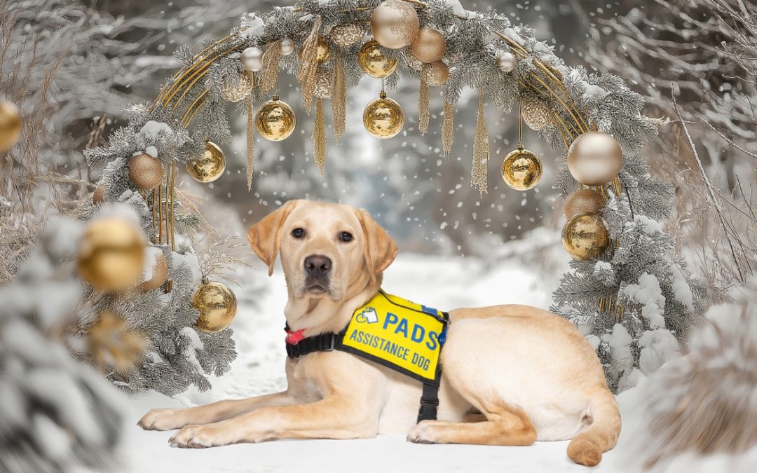 Fendie | December 2025