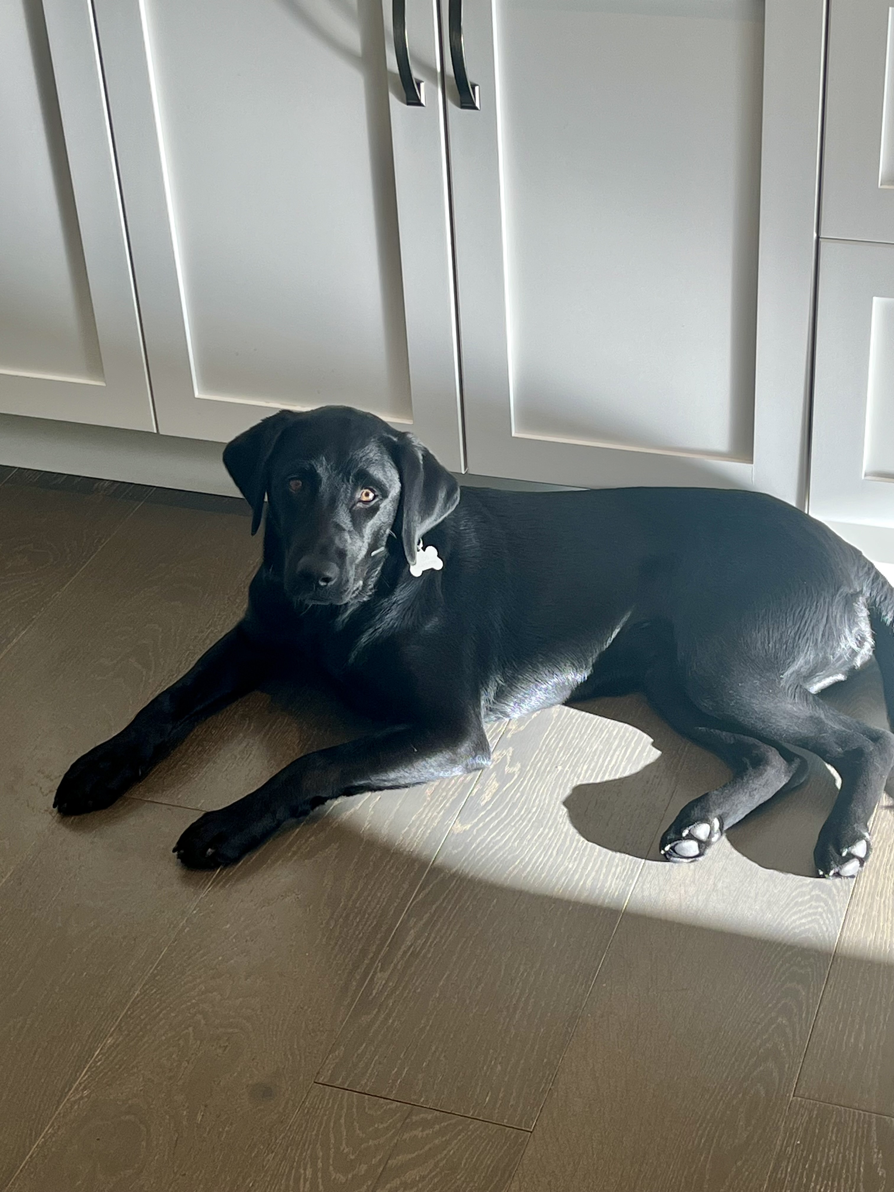 Shyloh | November 2025