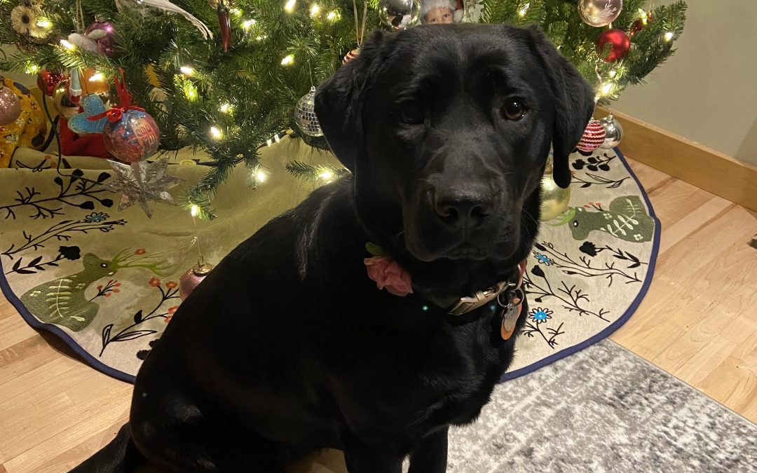 Coola | December 2025