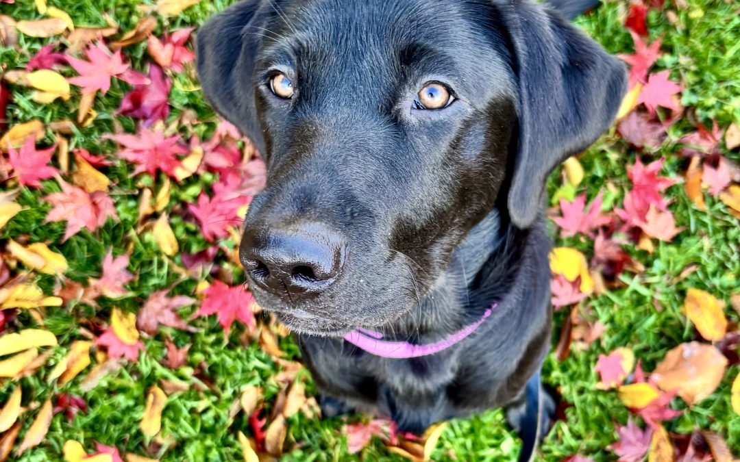 Dot II | November 2025