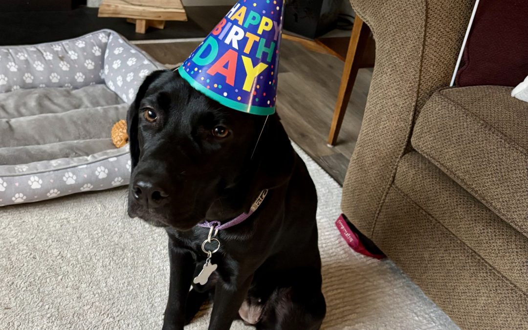 Meadow II | November 2025