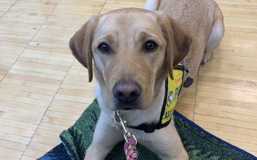 Goaldie | November 2025