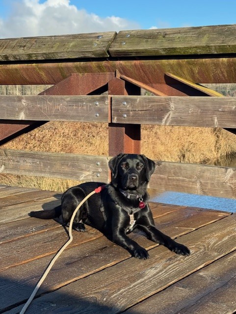 Libby II | November 2025