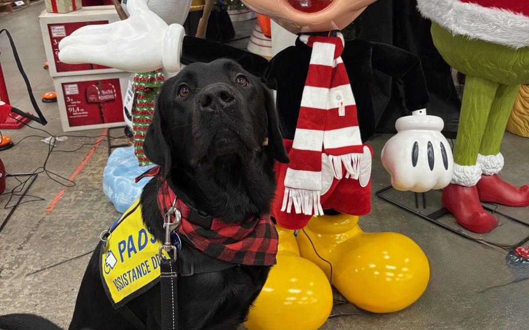 Mickey II | November 2025