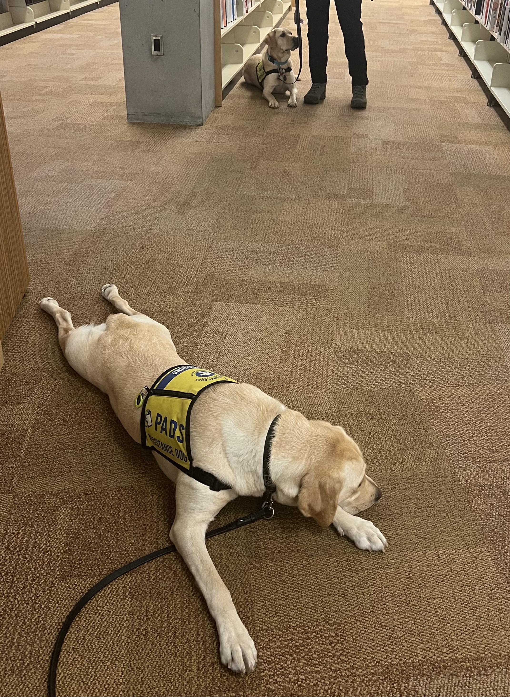 Minnie II | November 2025