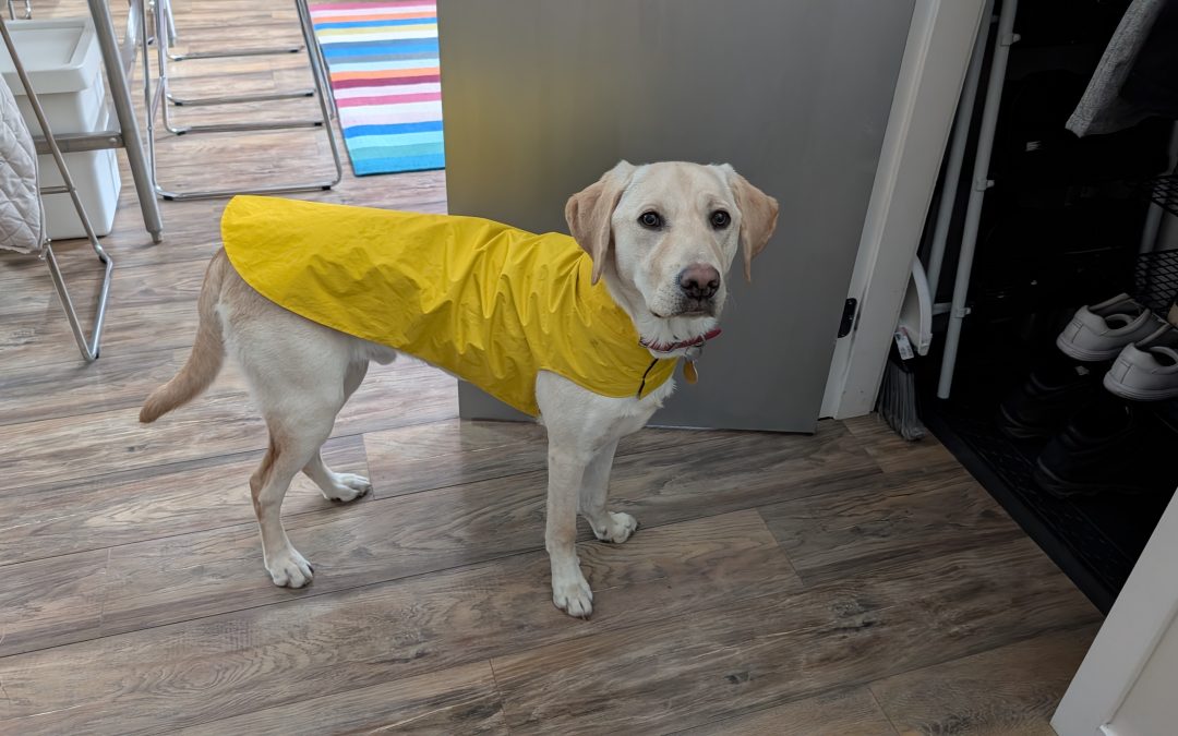 Gaffer | November 2025